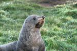 Besorgten Blick, Otago Peninsula Dunedins Seal Colony, Neuseeland.