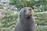Porträt von Seelöwen, Otago Peninsula Dunedins Seal Colony, Neuseeland.