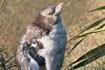 Jabotant junge Pinguin, Otago Peninsula Yellow Eyed Penguin Conservation Reserve, Neuseeland.