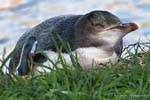Penguin Lügen, Gelbaugenpinguin Otago Peninsula Conservation Reserve, Neuseeland.