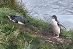 Pinguin-Paare Antipoden, Gelbaugenpinguin Otago Peninsula Conservation Reserve, Neuseeland.