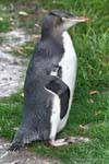 Penguin Antipoden, Gelbaugenpinguin Otago Peninsula Conservation Reserve, Neuseeland.