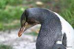 Schauen Pinguin, Otago Peninsula Yellow Eyed Penguin Conservation Reserve, Neuseeland.