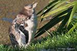 Baby-Pinguin Warte, Gelbaugenpinguin Otago Peninsula Conservation Reserve, Neuseeland.