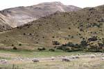 Schafherde, Cardrona Road to Queenstown, Southland, Neuseeland.