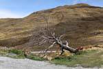 Baum entwurzelt Cardrona Road to Queenstown, Southland, Neuseeland.