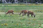 Haast Road to Makarora Cerfs, Southland, Neuseeland.