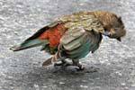 Kea, Papagei Kakapo Berg Straße nach Milford Sound Te Anau, Southland, Neuseeland.