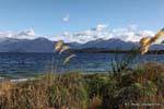 Schilf im Wind, Lake Manapouri, Southland, Neuseeland.