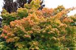 Baum Farben nach Kingston, Queenstown Lake Wakatipu, Southland, Neuseeland.