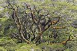 Baum mit Flechten zum Lake Gunn, Road to Milford Sound Te Anau, Southland, Neuseeland.