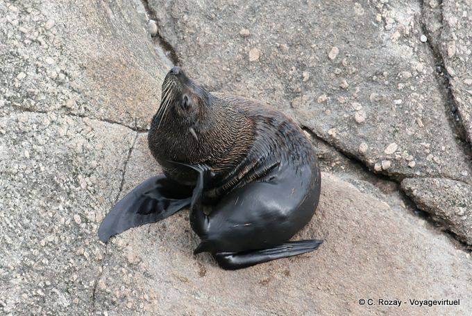 Fur Seal Scratching in Tauranga, Pelzrobben Foulwind, Westcoast - Neuseeland