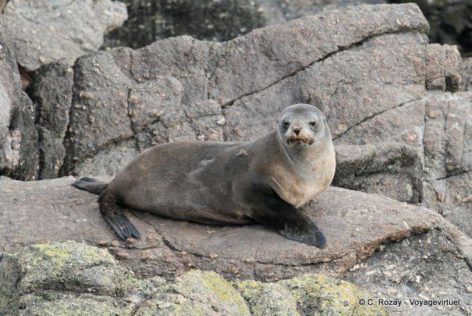 Weiblich Seelöwen ruht auf einem Felsen, Pelzrobben Foulwind, Tauranga - Neuseeland