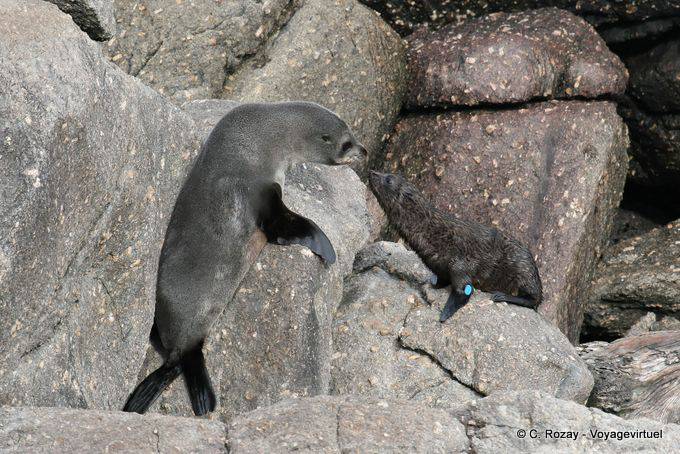 Mutter und Tochter Wiedervereinigung Neuseeländischer Seebär, Pelzrobben Foulwind, Tauranga Bucht - Neuseeland