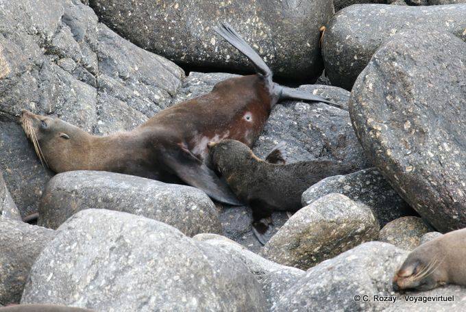 Kleine Seelöwen versucht, seine Mutter, Pelzrobben Foulwind, Tauranga, Westcoast saugen - Neuseeland