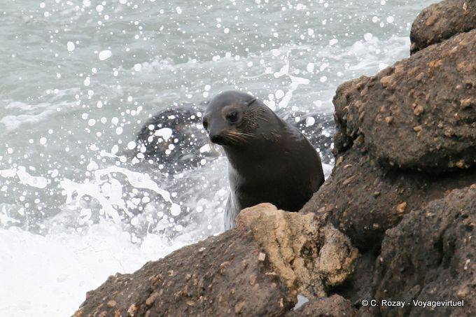 Aufstieg in den Schaum, Pelzrobben Foulwind, Tauranga bay, Westcoast - Neuseeland