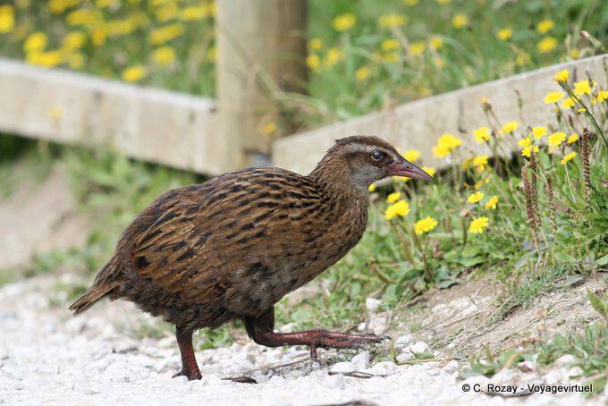 Ein Weka der Familie Rallidae, Cape Foulwind, Westküste - Neuseeland