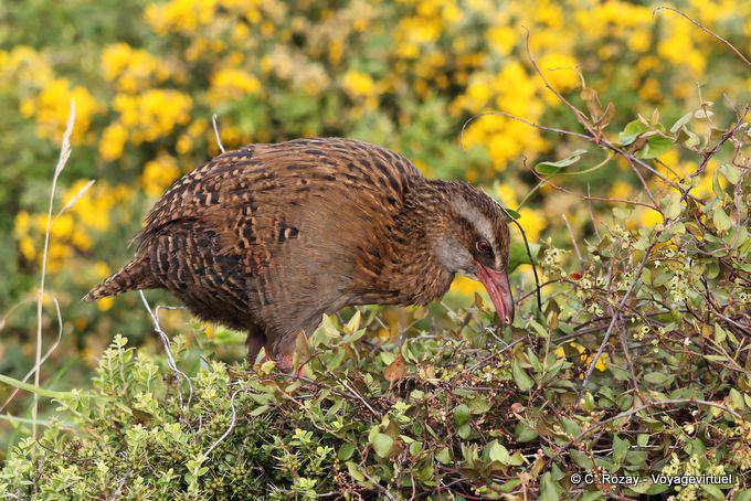 Woodhen (Weka, Gallirallus australis), Cape Foulwind, Westküste - Neuseeland