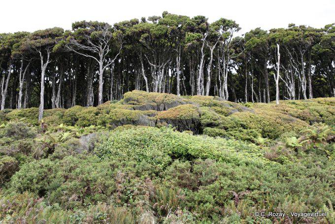 Wald Kahikatea, Ship Creek, Westküste - Neuseeland