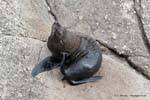 Fur Seal Scratching in Tauranga, Pelzrobben Foulwind, Westcoast, Neuseeland.
