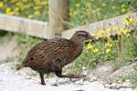 Ein Weka der Familie Rallidae, Cape Foulwind, Westküste, Neuseeland.
