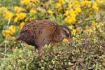 Woodhen (Weka, Gallirallus australis), Cape Foulwind, Westküste, Neuseeland.