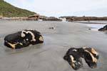 Bei Ebbe, Paparoa Zwischen Woodpecker Und Hatters Bay, Westcoast ausgesetzt, Neuseeland.