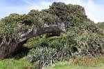 Natürliche Felsenbrücke Paparoa Zwischen Woodpecker Und Hatters Bay, Westküste, Neuseeland.