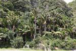 Subtropischen Wald von Farnen, Palmen und nikau rimu, Paparoa Zwischen Woodpecker Und Hatters Bay, Westküste, Neuseeland.