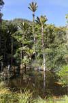 Nikau Palmen und schwarze Stute, Paparoa Park, Truman Bahn, Westküste, Neuseeland.