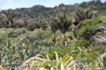 Nikau Palmen, Punakaiki, Westküste, Neuseeland.
