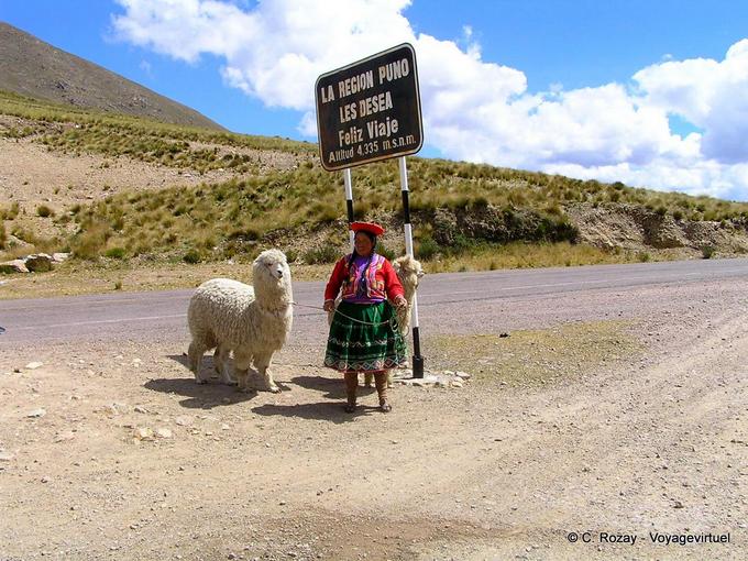 Lamas zu Raya, 4335m Höhe, Puno die Desea feliz viaje -Peru