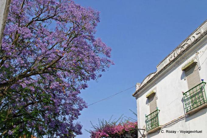 Jacaranda lila Baum, Évora - Portugal