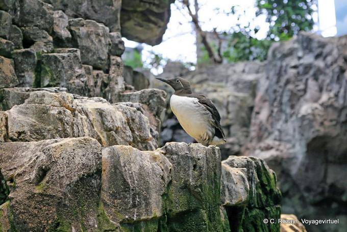 Trottellumme, Ozeanarium Lissabon - Portugal