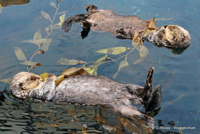 Seeotter, Ozeanarium Lissabon - Portugal