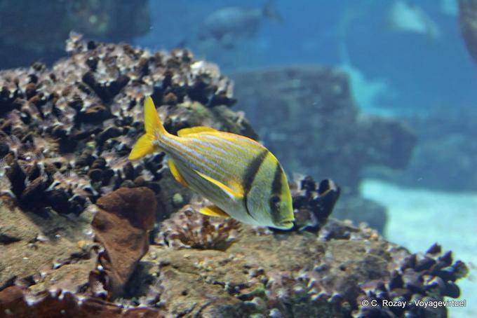 Sargo Peixes Ósseos, Ozeanarium Lissabon - Portugal