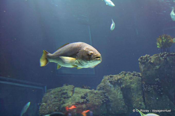 Robalo, Ozeanarium Lissabon - Portugal