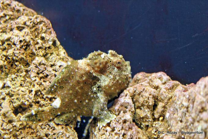 Ein gut getarnter Fisch, Ozeanarium Lissabon - Portugal