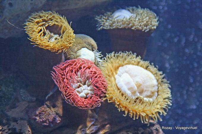 Die Farben der Anemonen, Ozeanarium Lissabon - Portugal