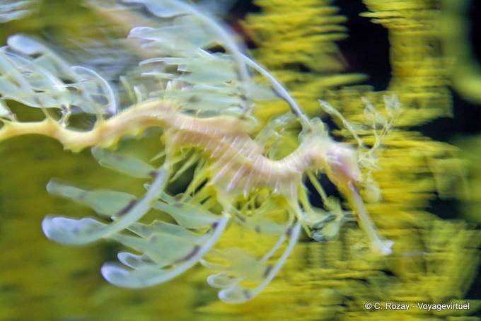 Eine lichtdurchlässige Hippocampus (Seedrachen), Ozeanarium Lissabon - Portugal