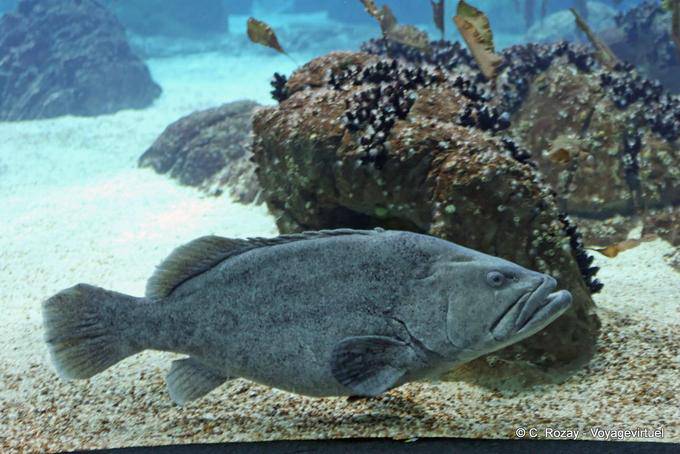 Ein Zackenbarsch, Oceanarium in Lissabon - Portugal