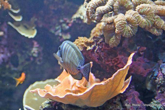 Acanthurus chirurgus, Ozeanarium Lissabon - Portugal