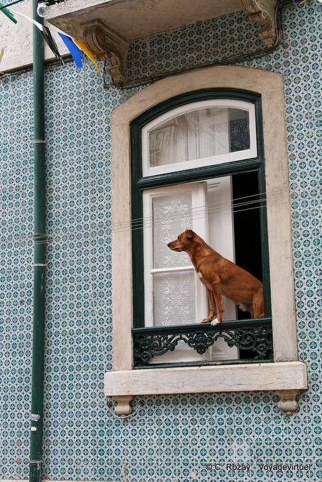 Der Hund im Fenster, Graça, Lissabon - Portugal