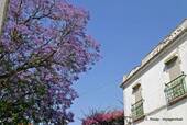 Jacaranda lila Baum, Évora, Portugal.