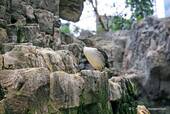 Trottellumme, Ozeanarium Lissabon, Portugal.