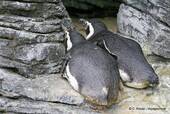 Pinguine ruht, Ozeanarium Lissabon, Portugal.