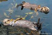 Seeotter, Ozeanarium Lissabon, Portugal.