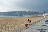 Hunde gehen, Avenue Manuel Remigio, Nazaré, Portugal.