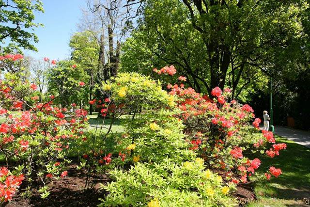 Rhododendrons en fleurs, Kralovska Zahrada, Jardins Royaux - Prag, Tschechische Republik
