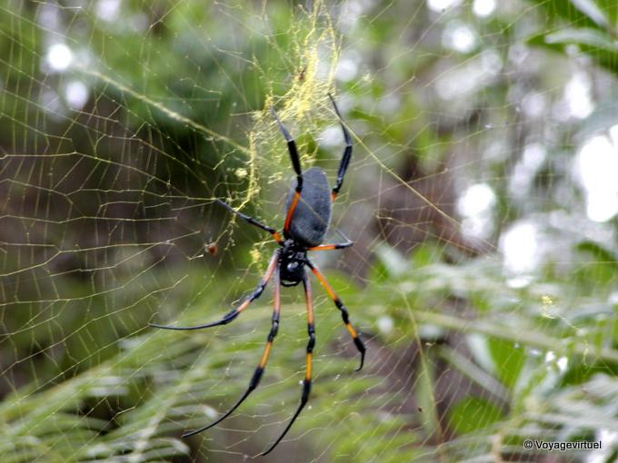 Der Treetop-Spinne begegnet Wanderung zum Dimitile - Insel Reunion